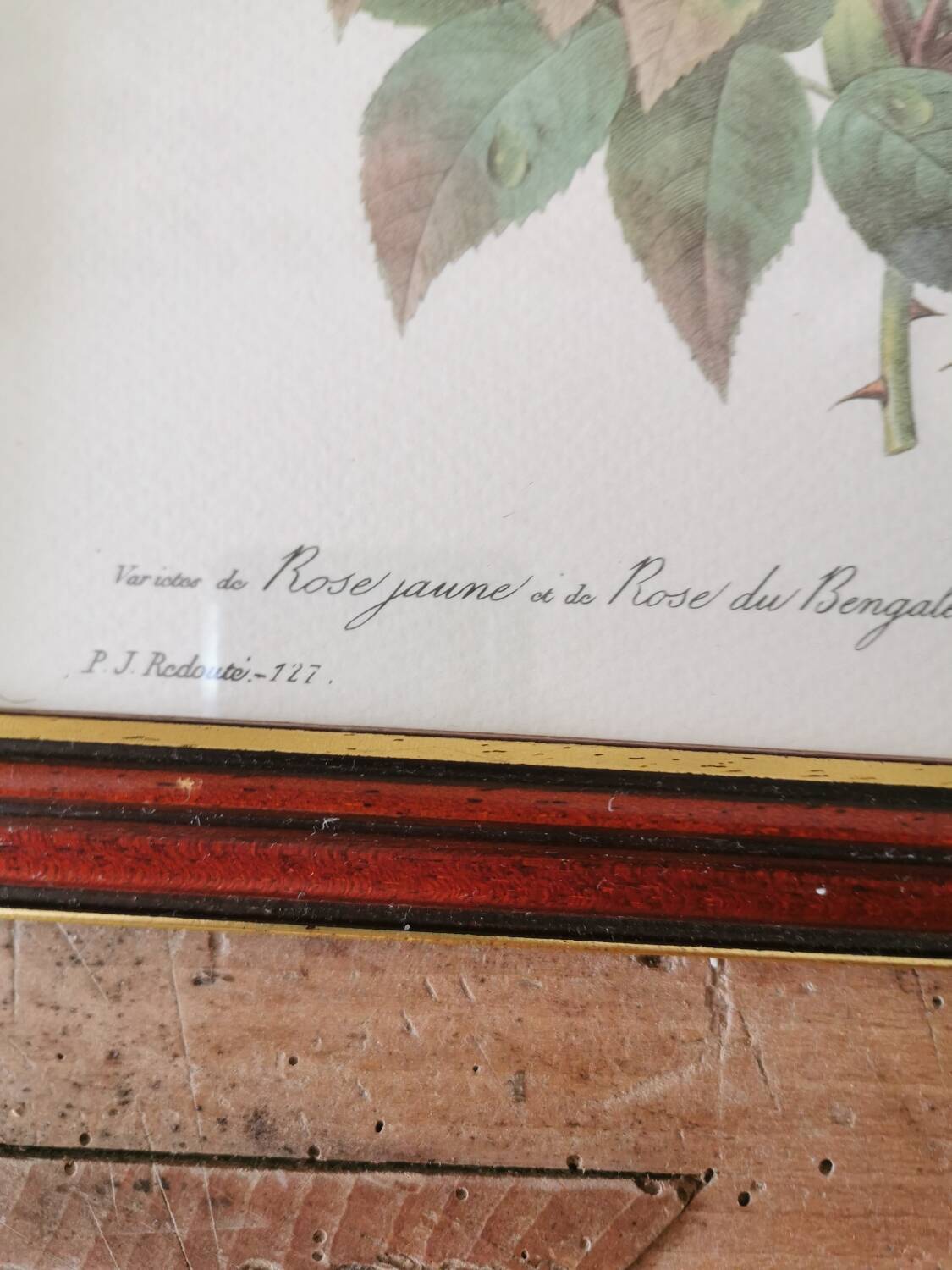 Tableau Redouté, Rose jaune et rose du Bengale.
