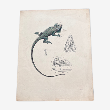 Affiche lithographie iguane