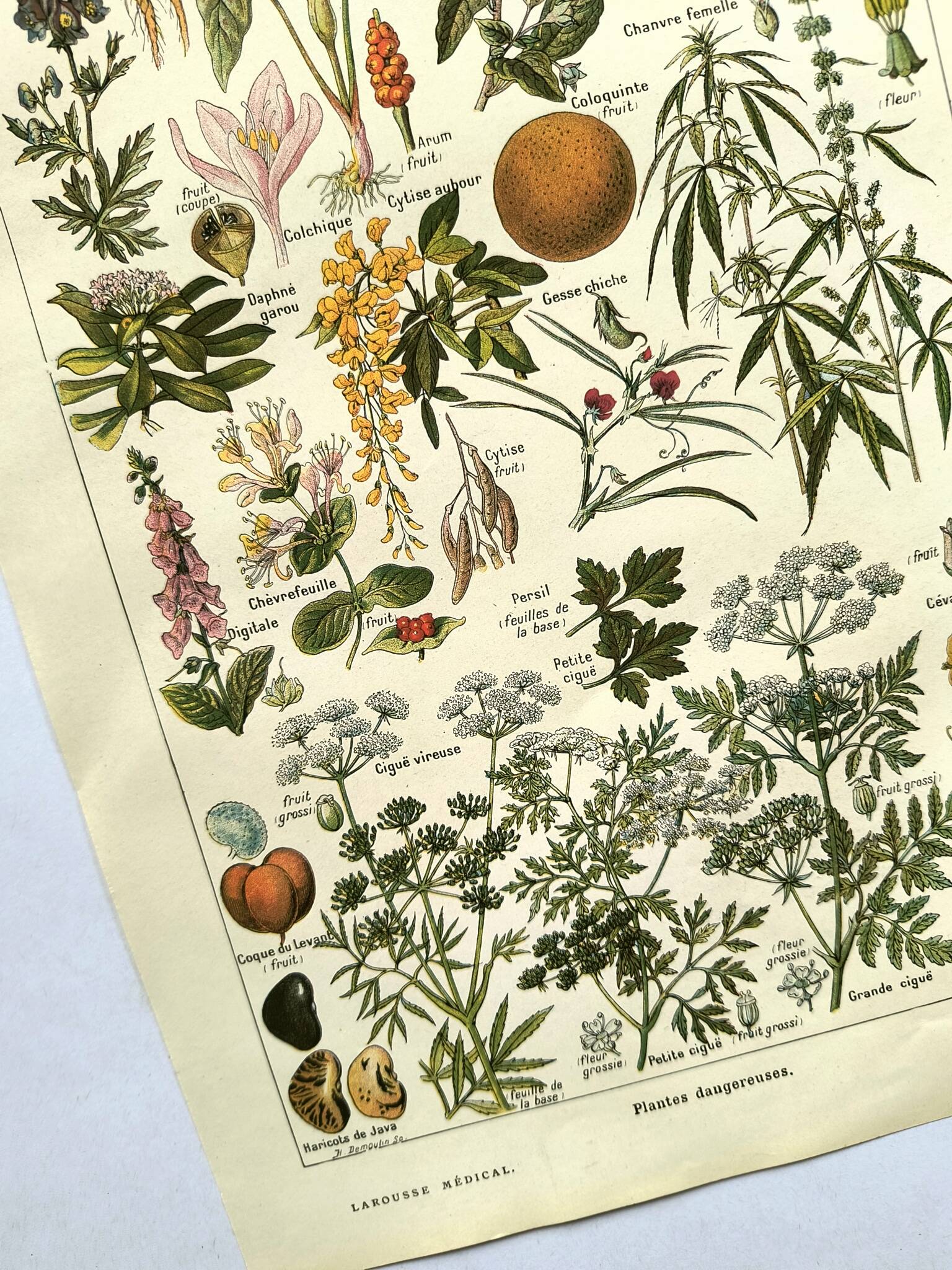 Gravure vintage de 1925 • Plantes dangereuses 1 •  planche vintage ancien