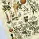 Gravure vintage de 1925 • Plantes dangereuses 1 •  planche vintage ancien