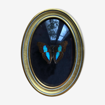 Naturalized butterfly curved glass frame, gilded wood with gold leaf