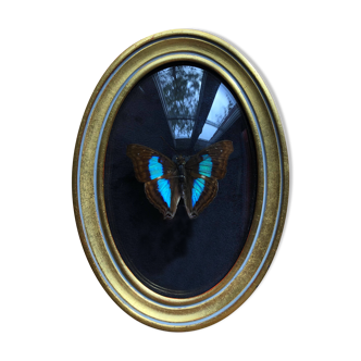 Naturalized butterfly curved glass frame, gilded wood with gold leaf