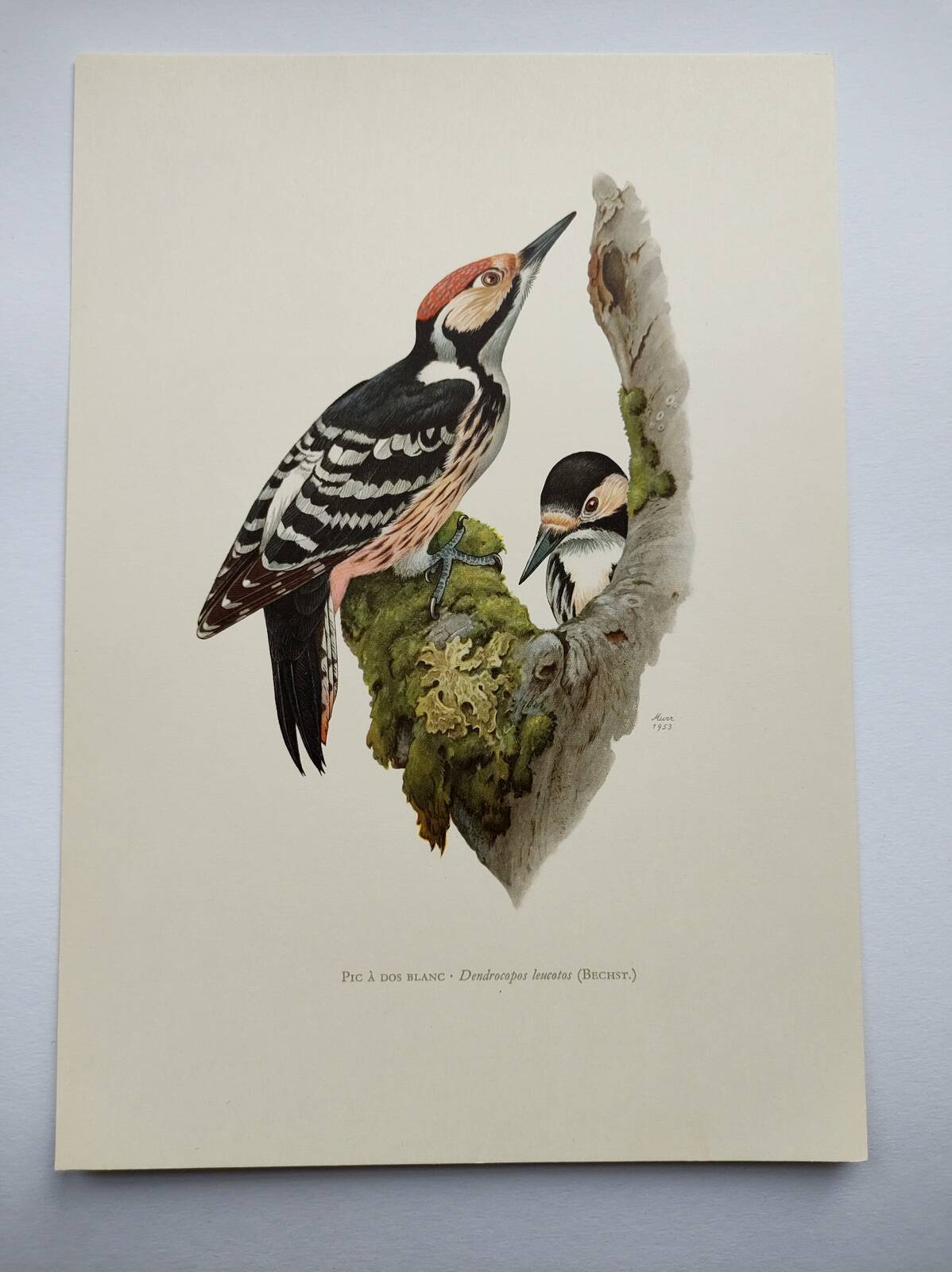 Bird board 60s - White-backed Woodpecker - Vintage zoological and ornithological illustration