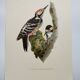 Bird board 60s - White-backed Woodpecker - Vintage zoological and ornithological illustration