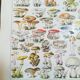 Lithograph on mushrooms from 1928 "amanita"