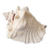 Shellfish