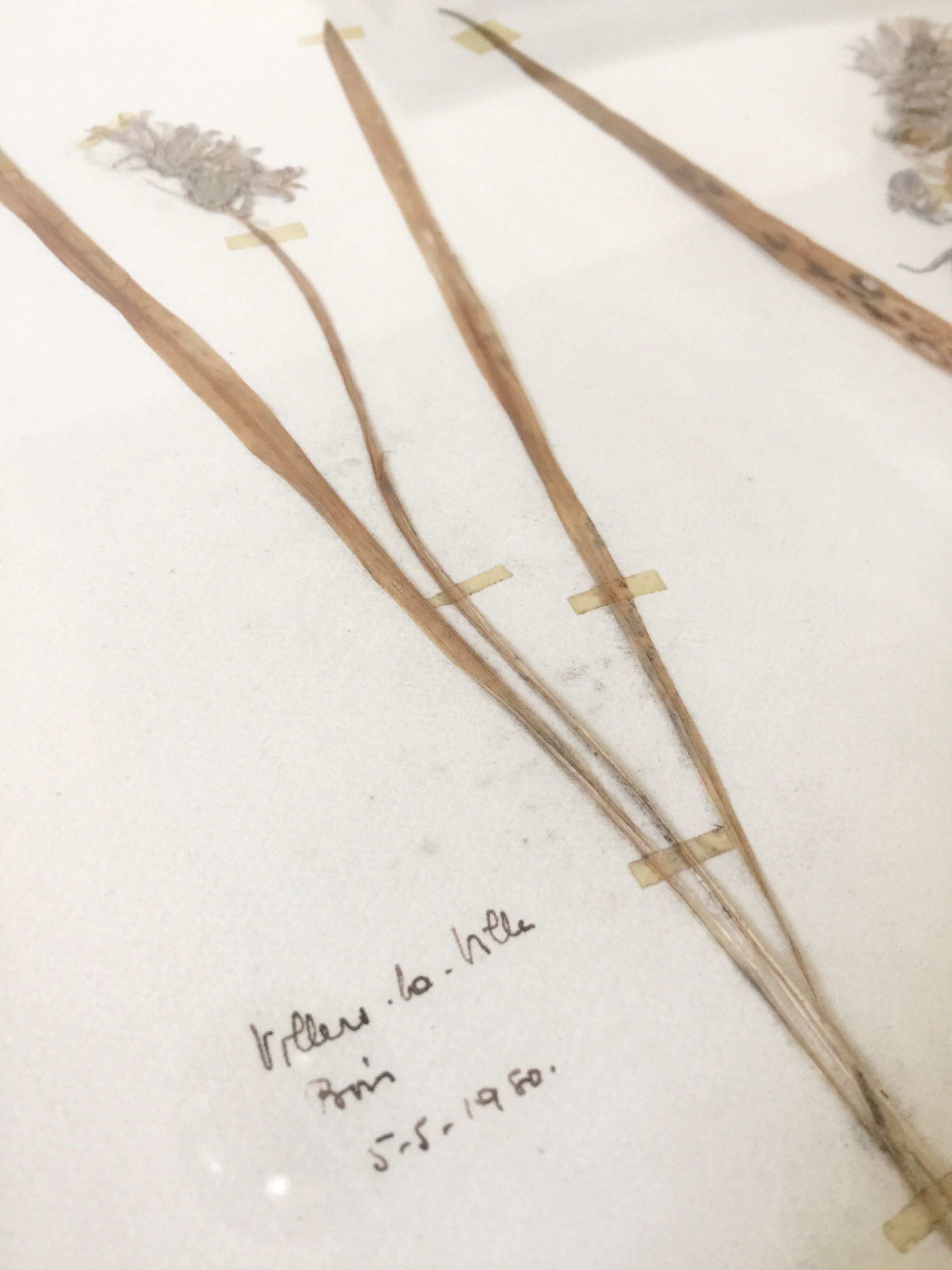 6 planches herbier datant de 1950 Provenance Belgique
