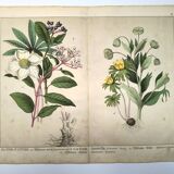 Botanical engraving from 1870 - Poisonous plants, - Lithograph, plate