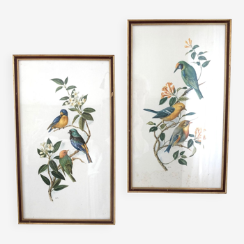 Duo of lithographs representing birds, wooden frame with gilding