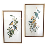 Duo of lithographs representing birds, wooden frame with gilding