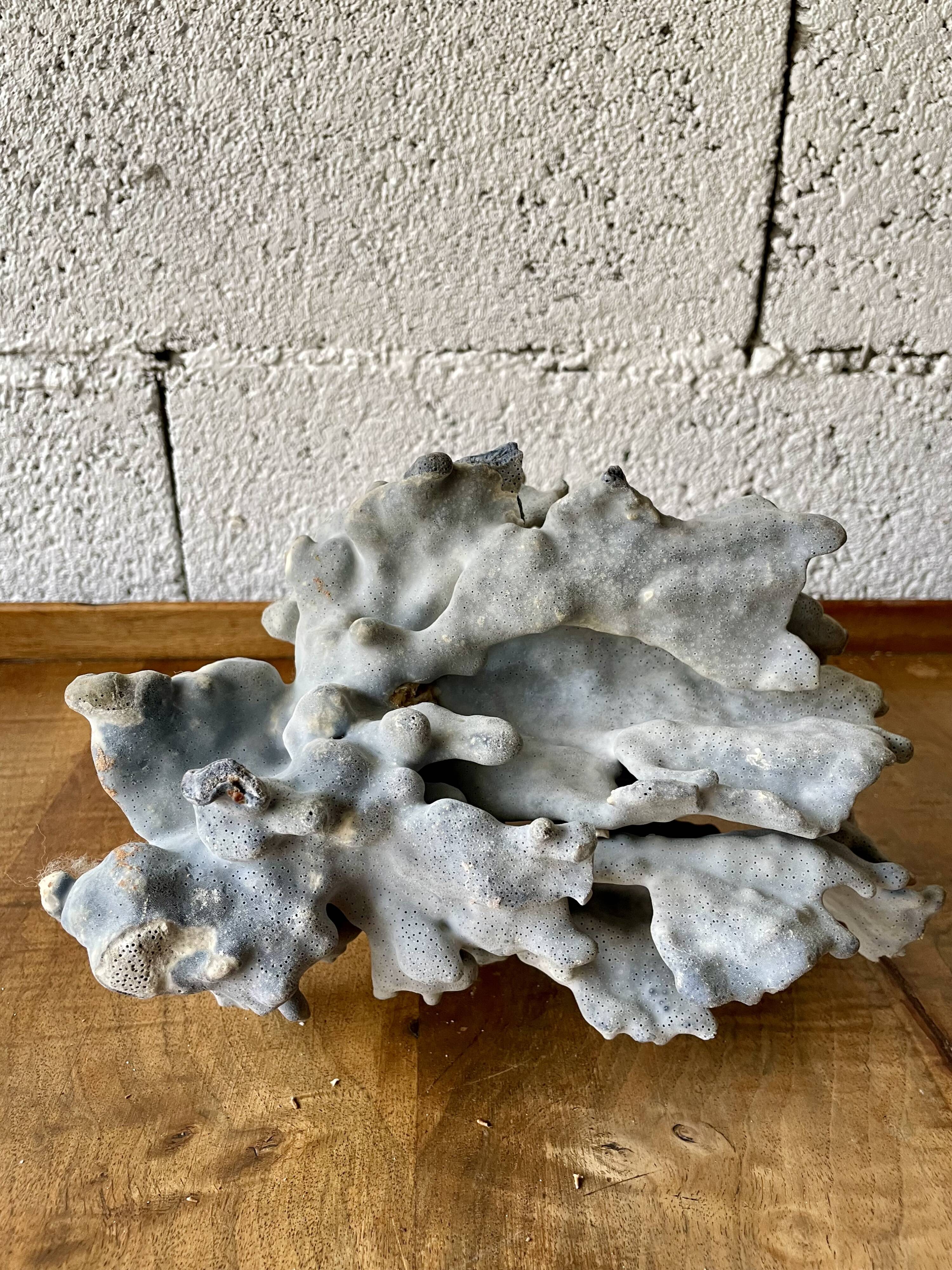 Blue coral