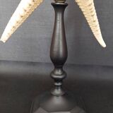 Cabinet of Curiosities starfish poraster superbus on base