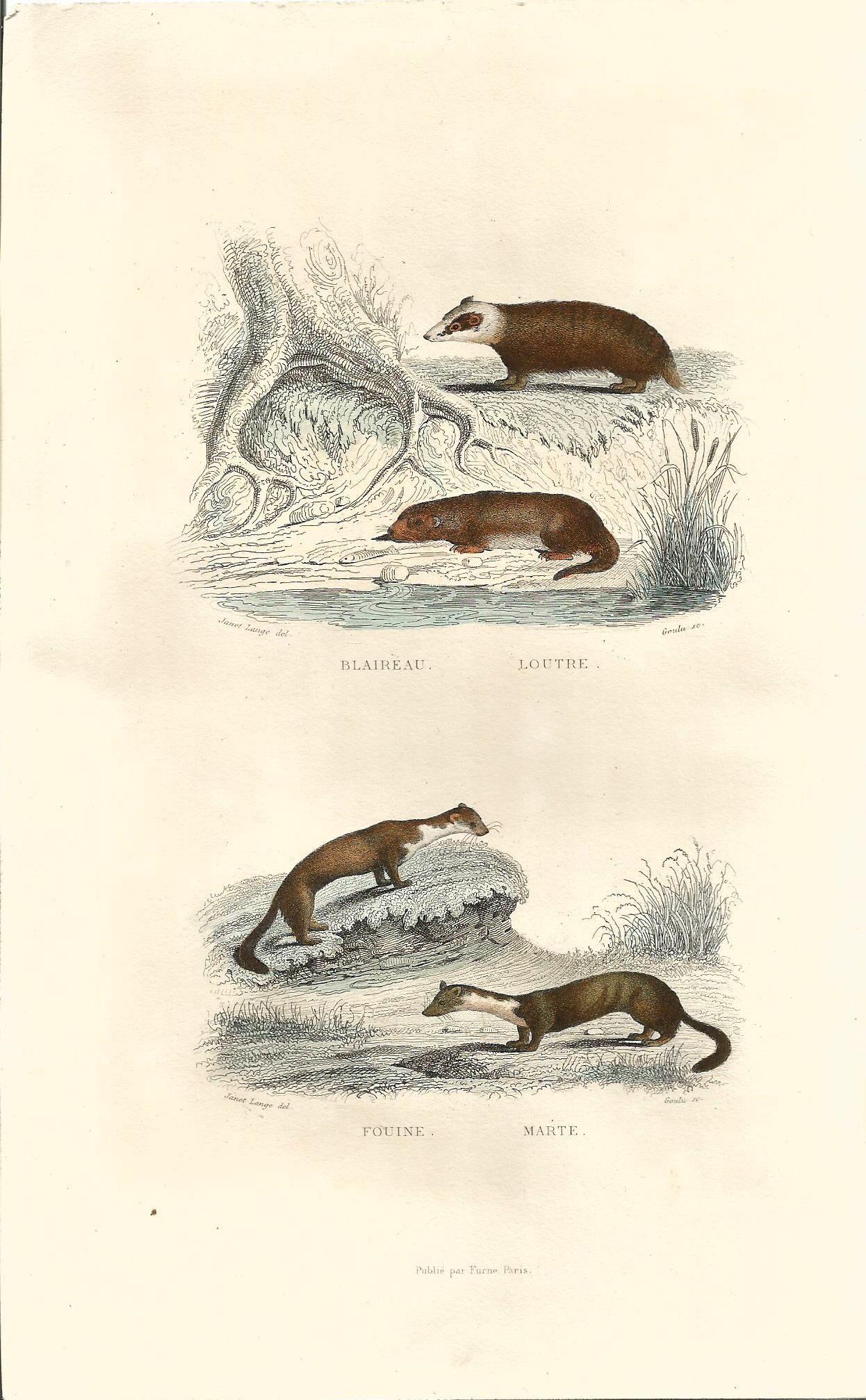 Zoological board "Blaireau - Otter - Fouine - Marte" Buffon 1848