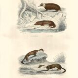 Zoological board "Blaireau - Otter - Fouine - Marte" Buffon 1848