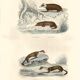Zoological board "Blaireau - Otter - Fouine - Marte" Buffon 1848