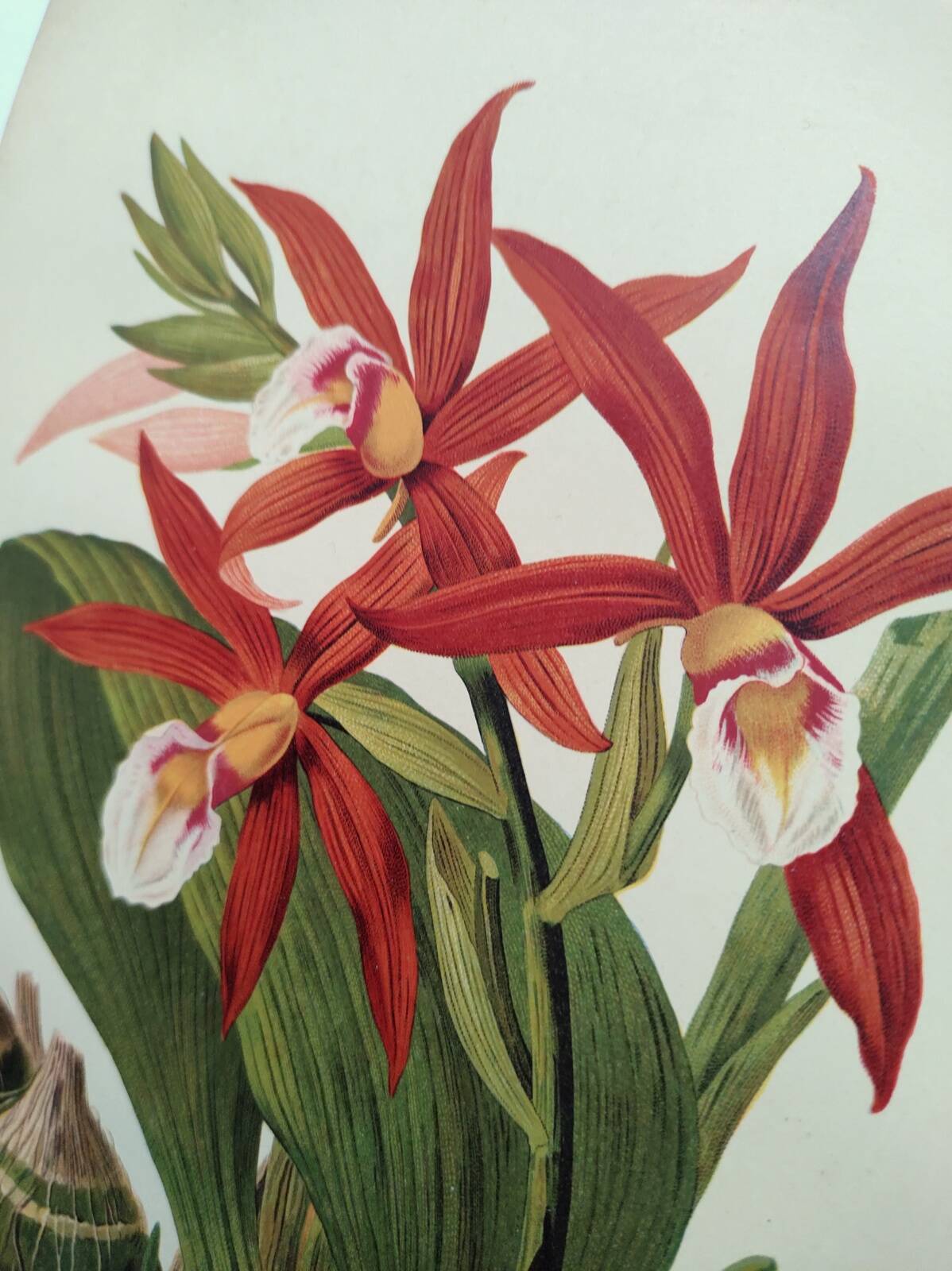 Botanical engraving from 1897 - Phaius Wallichii - Old flower plate by Achille Lefevre