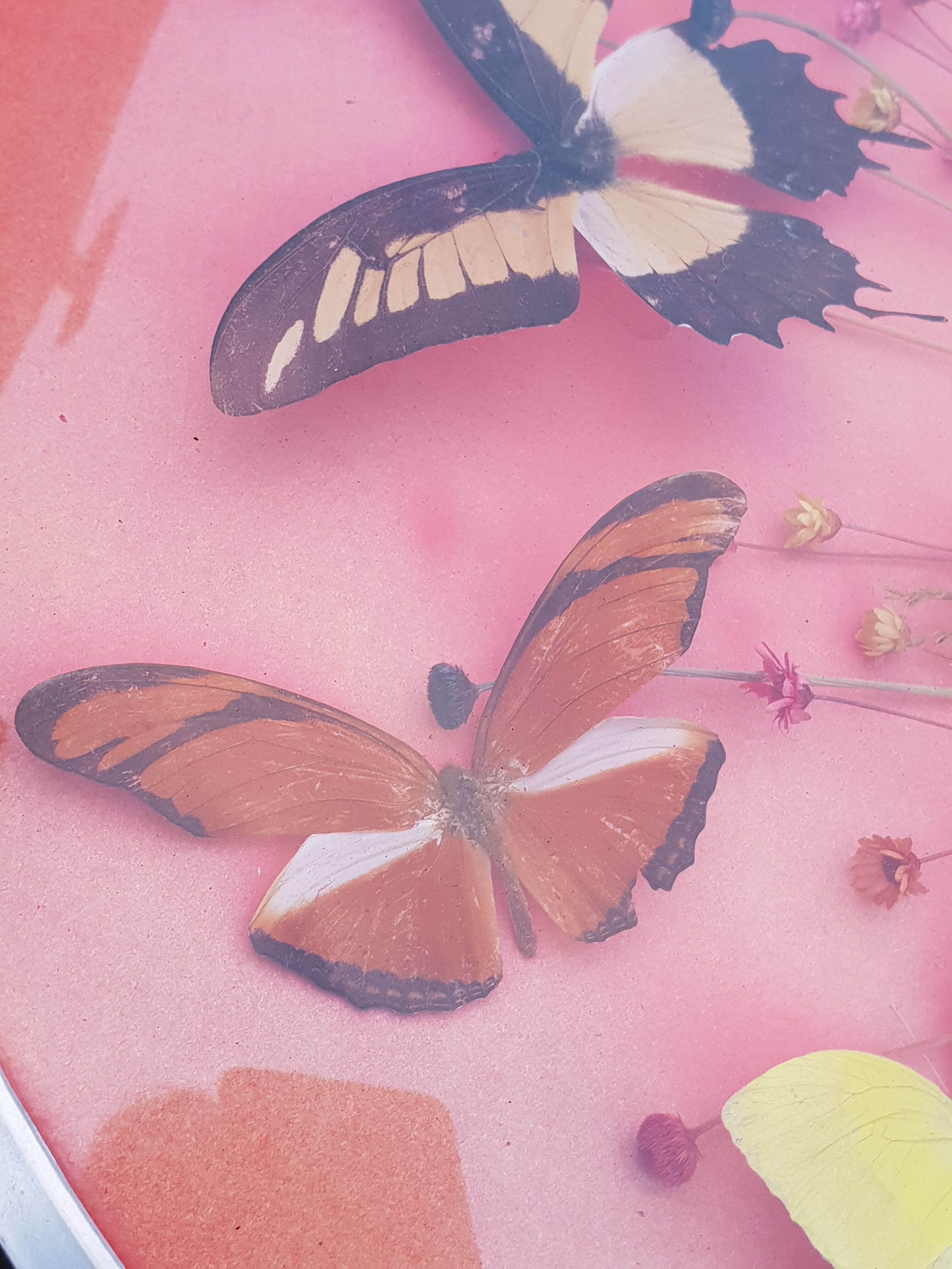 Round frame butterflies naturalized