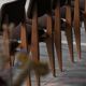 Set of six marcel gascoin chairs model ca, arhec edition.