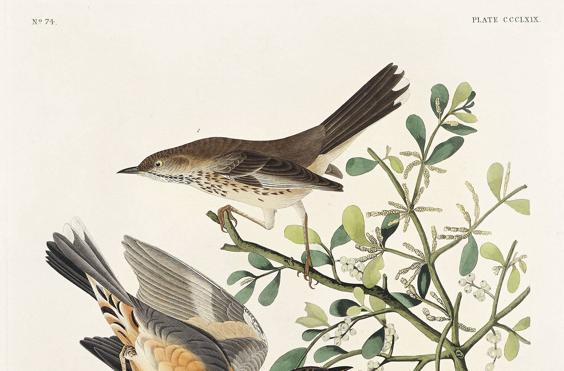 Poster about the Variegated Blackbird, after an old engraving from 1827.