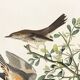 Poster about the Variegated Blackbird, after an old engraving from 1827.