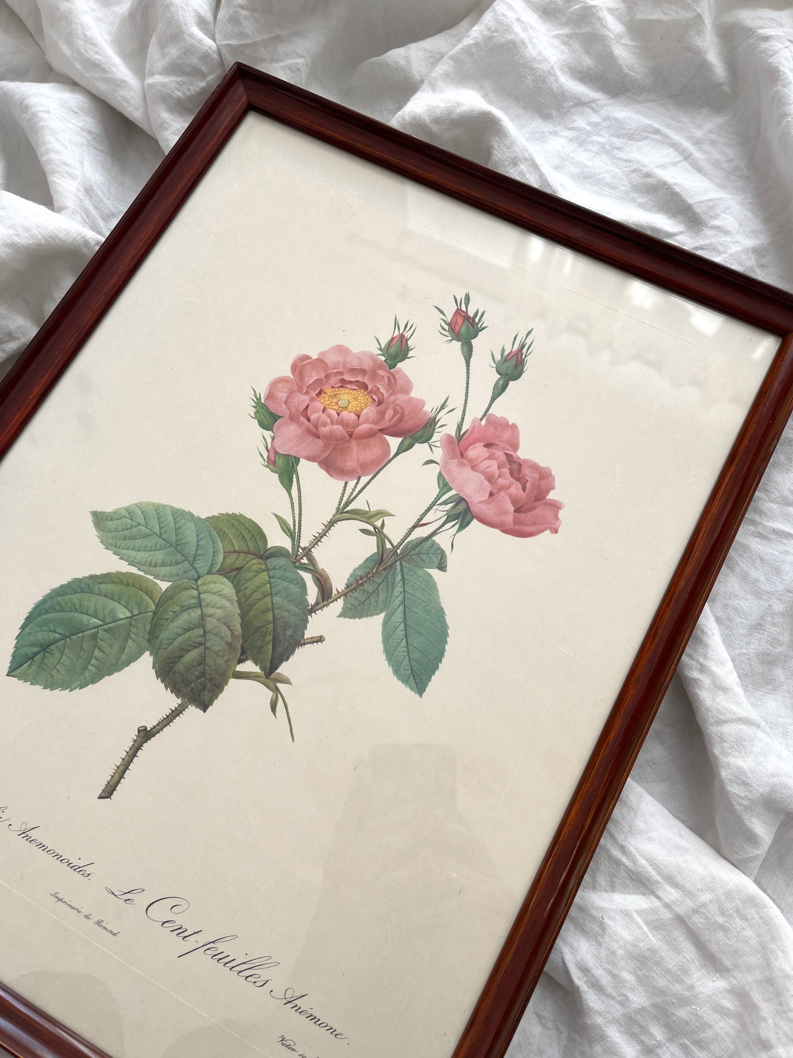 Framed lithograph roses Pierre Joseph Redouté, vintage botanical poster