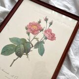 Framed lithograph roses Pierre Joseph Redouté, vintage botanical poster