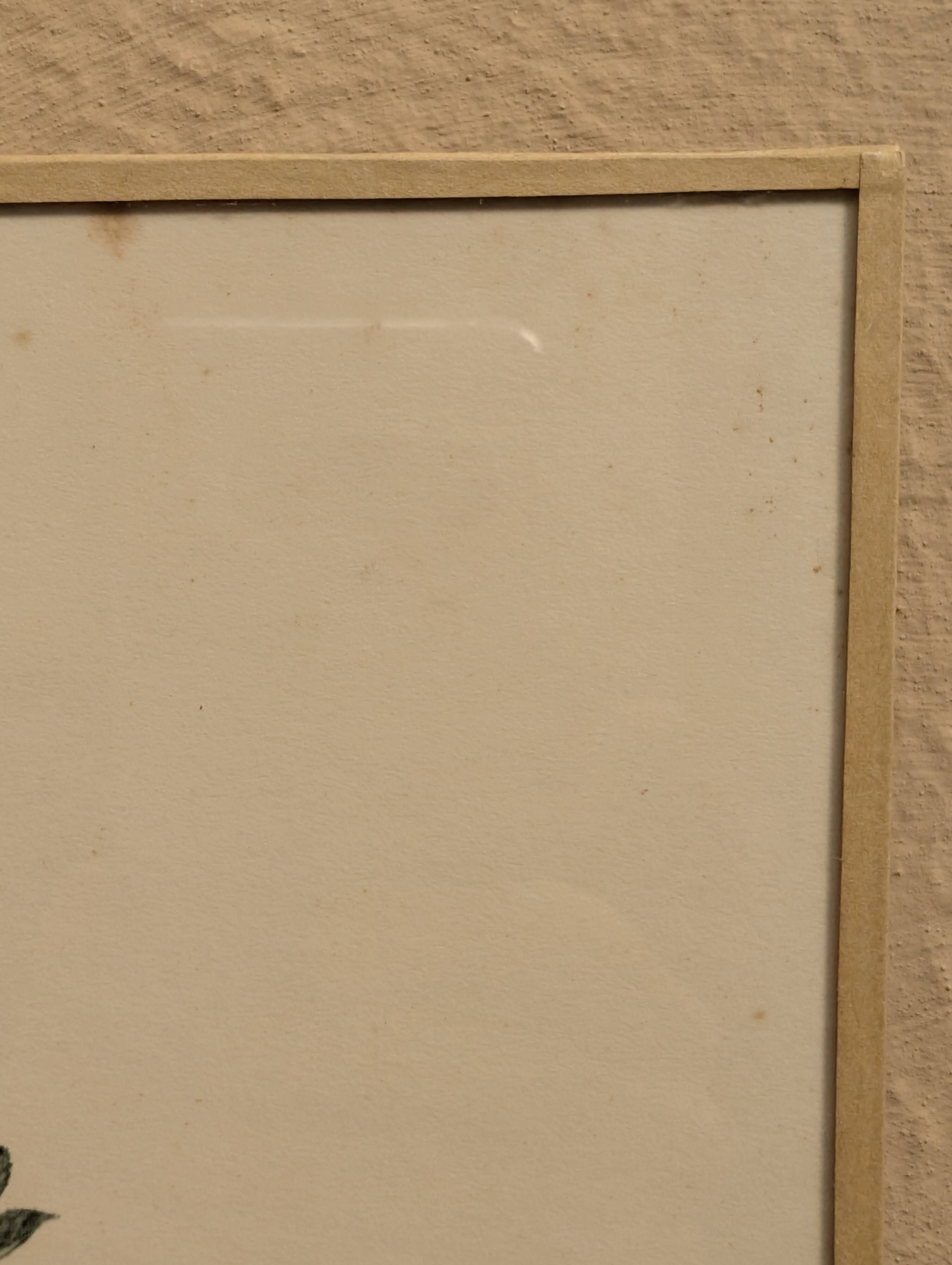 Ornithological board