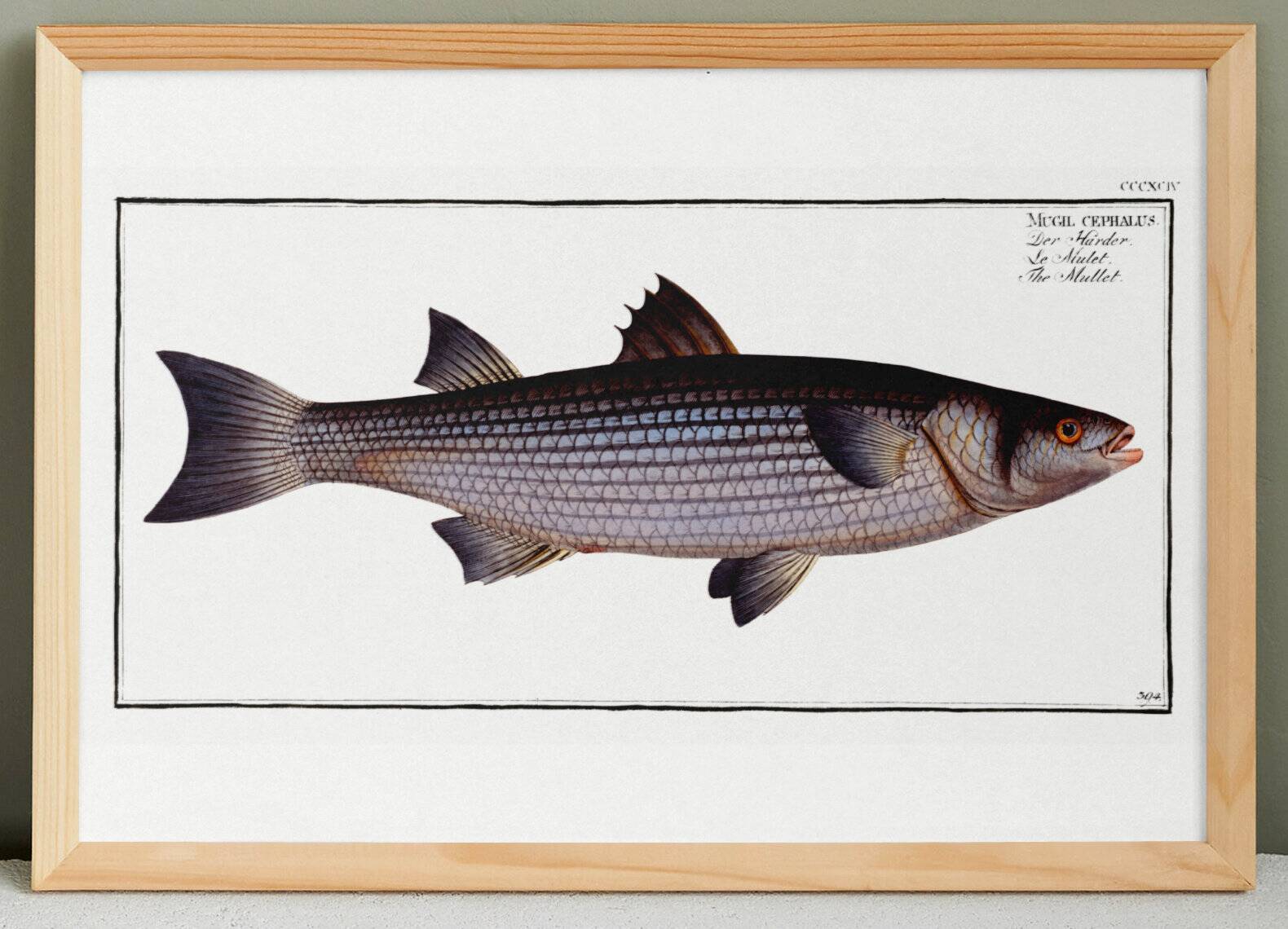 Poster about the mule, based on an old engraving from 1746.