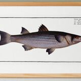 Poster about the mule, based on an old engraving from 1746.