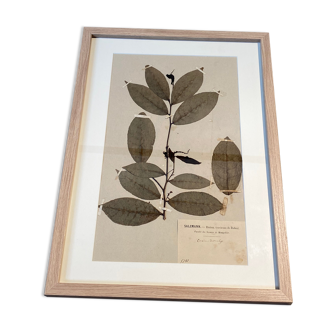 Ancient herbarium of Raoul Janet
