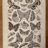 Lithographie gravure sur les papillons de 1922