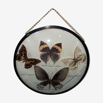 Round frame glass witch butterflies taxidermy