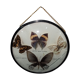 Cadre rond verre sorcière papillons taxidermie