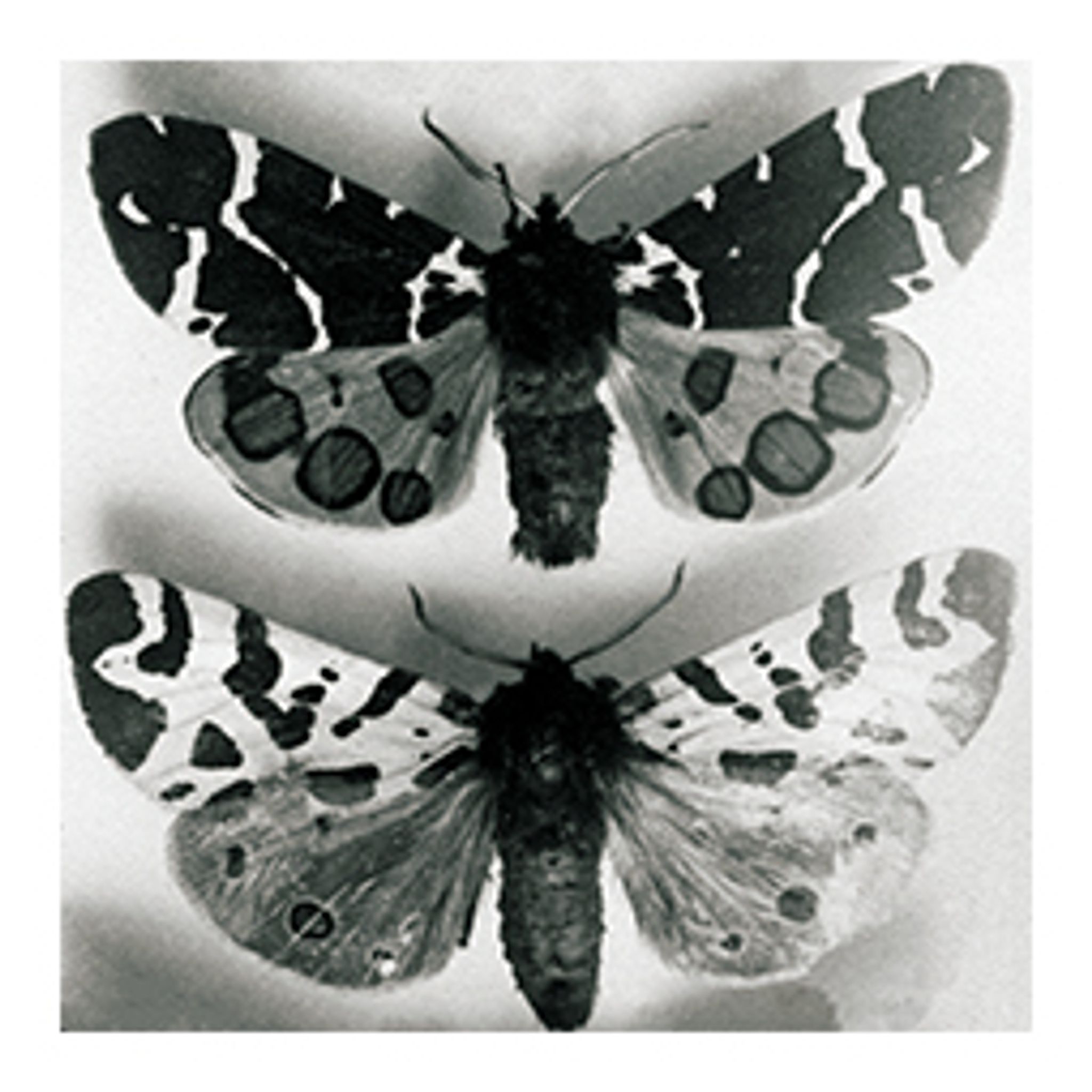 Papillons 3