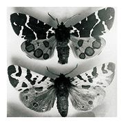 Papillons 3