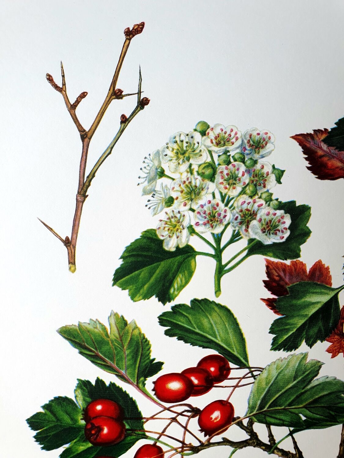 Hawthorn botanical board