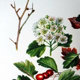 Hawthorn botanical board