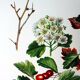 Hawthorn botanical board