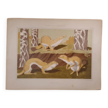 Art nouveau lithograph 'Hermines vulgaires' – M.P. Verneuil, 1897