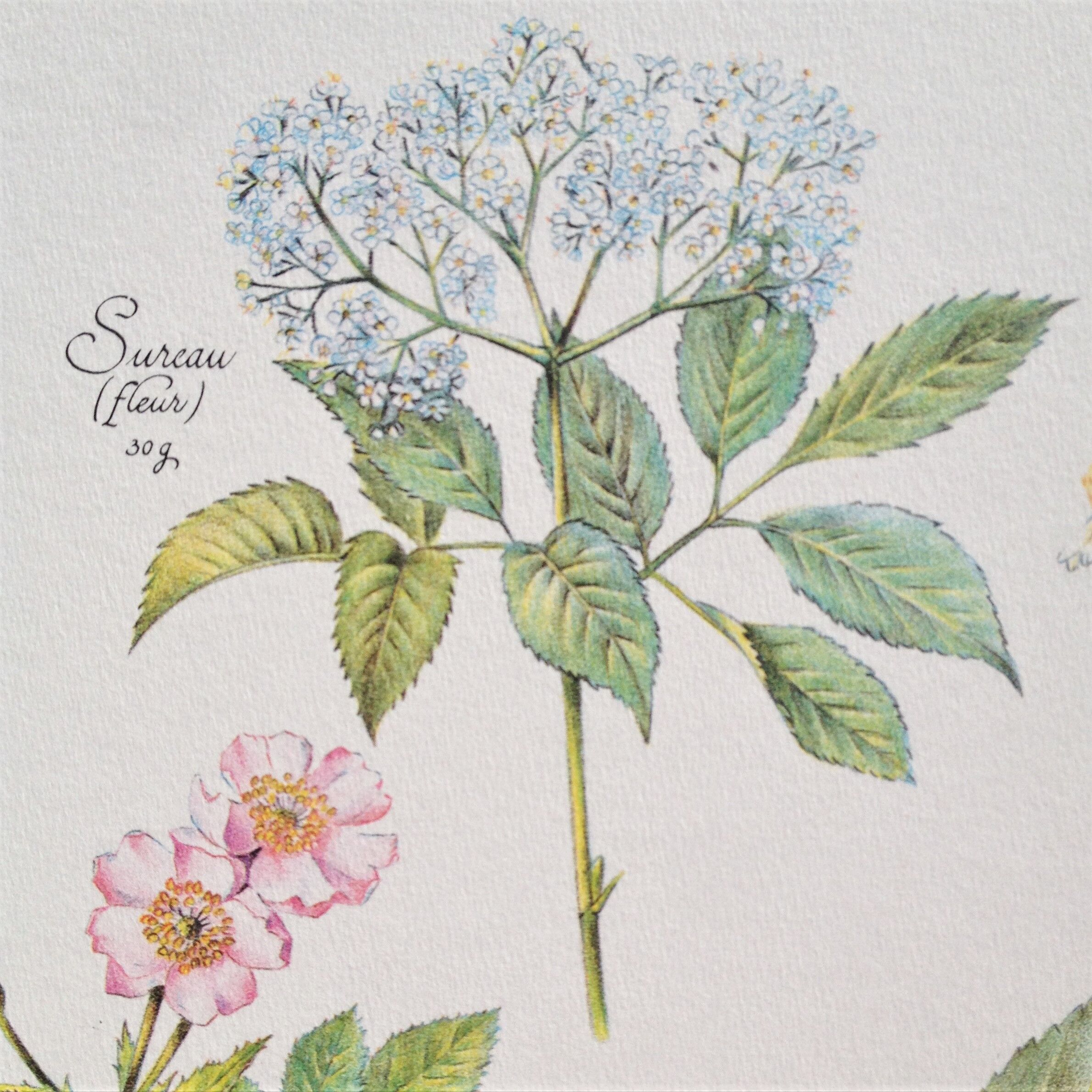 Botanical poster is a tisane