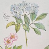 Affiche botanique tisane