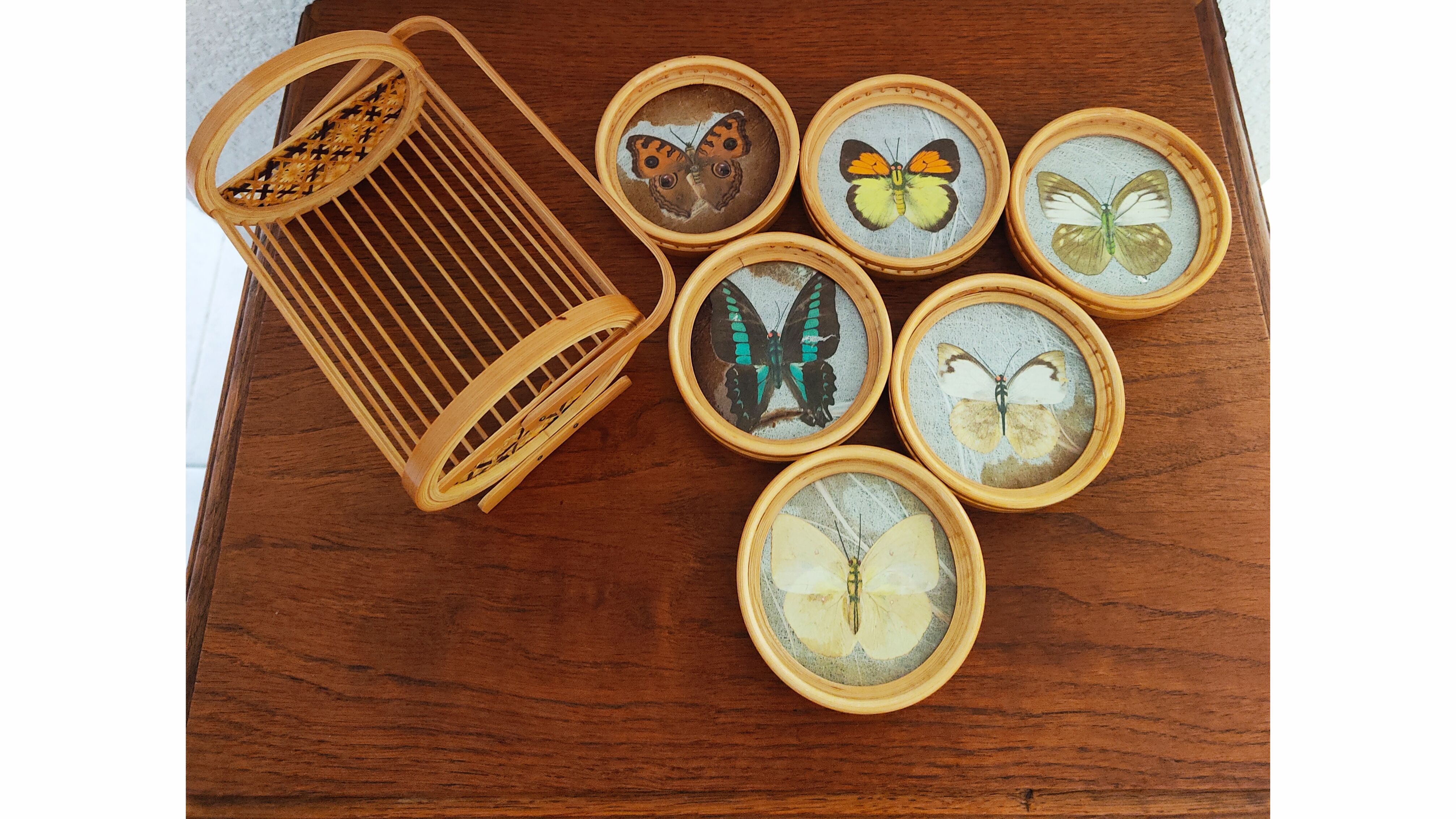 Sous verres papillons naturalisés