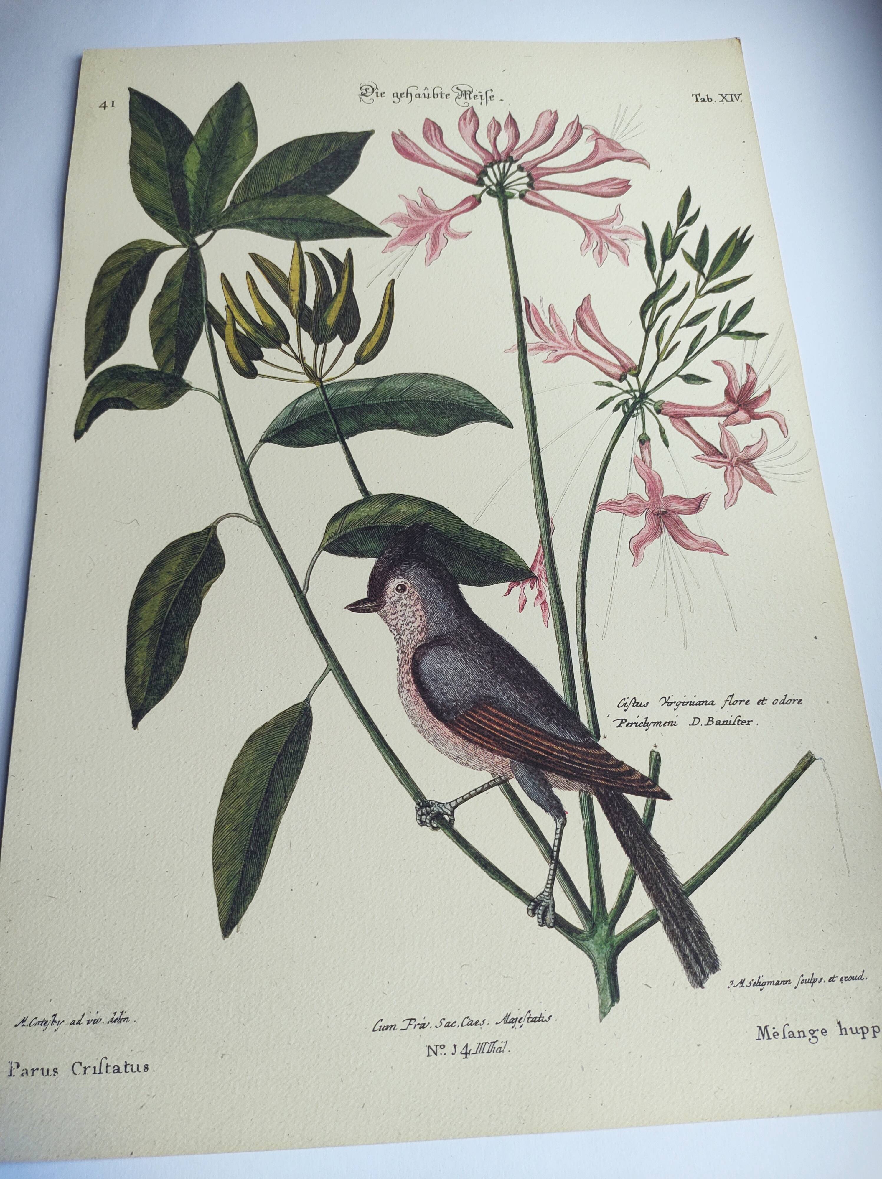 Vintage bird board - Crested titmouse - Old ornithology engraving by Seligmann & Catesby. 1973.