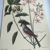 Vintage bird board - Crested titmouse - Old ornithology engraving by Seligmann & Catesby. 1973.
