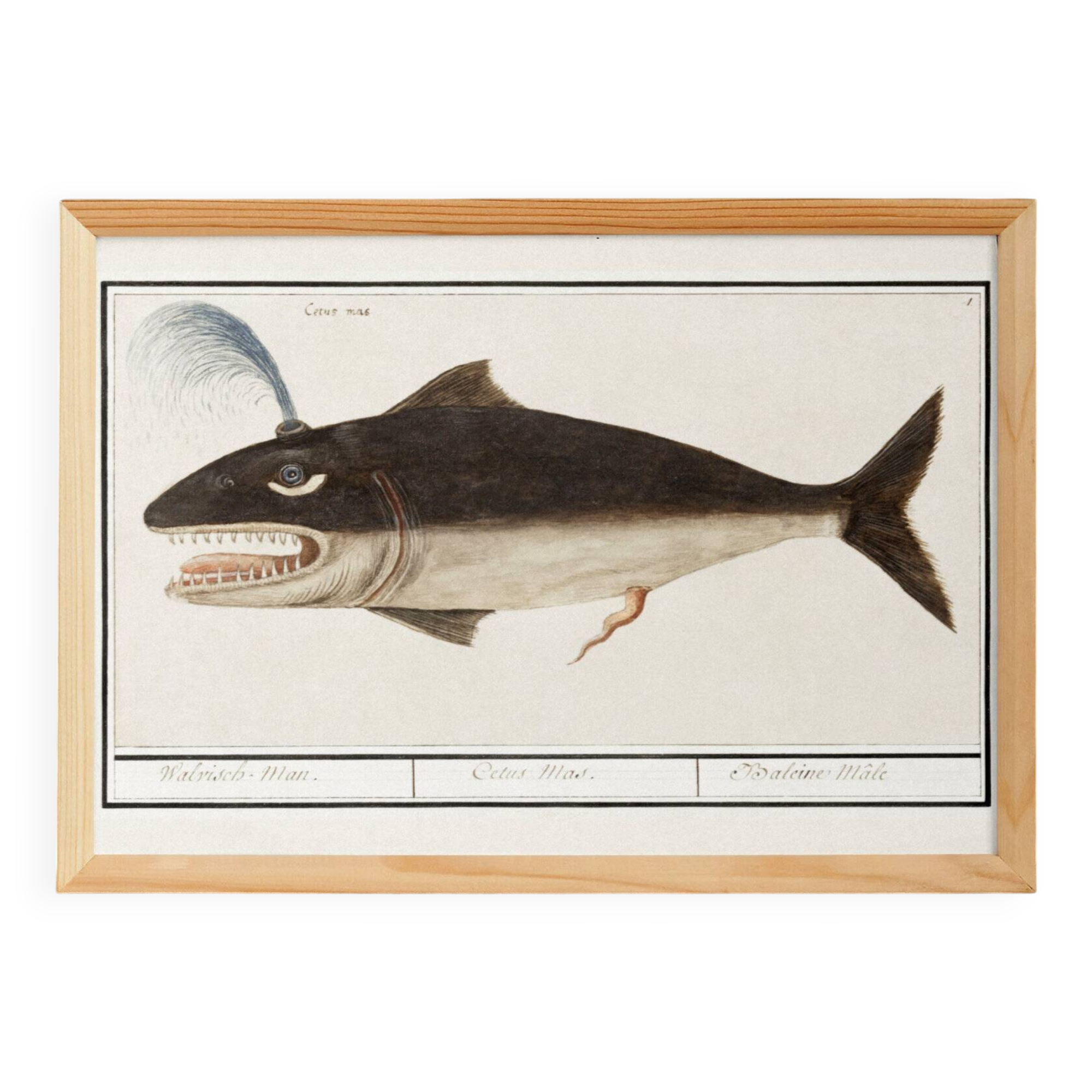 Small poster on the “male sperm whale”, after an old engraving