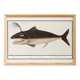 Small poster on the “male sperm whale”, after an old engraving