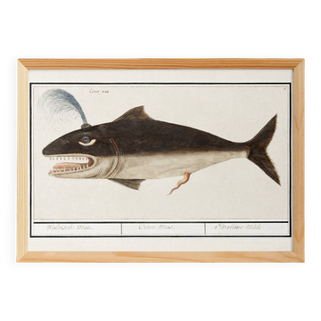Small poster on the “male sperm whale”, after an old engraving