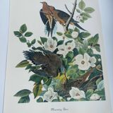 Planche oiseaux de J.J. Audubon - Tourterelle - 🐦 Illustration zoologique et ornithologique