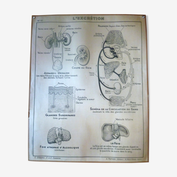 Black and white anatomical school poster Hatier