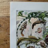 Original lithograph on reptiles